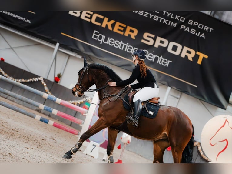 Más caballos de pura sangre Caballo castrado 9 años 168 cm Castaño in Grabów Nad Pilicą