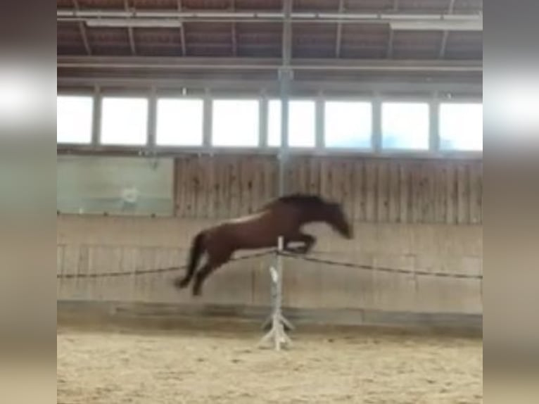 Más caballos de pura sangre Caballo castrado 9 años 170 cm Castaño oscuro in Bad Abbach