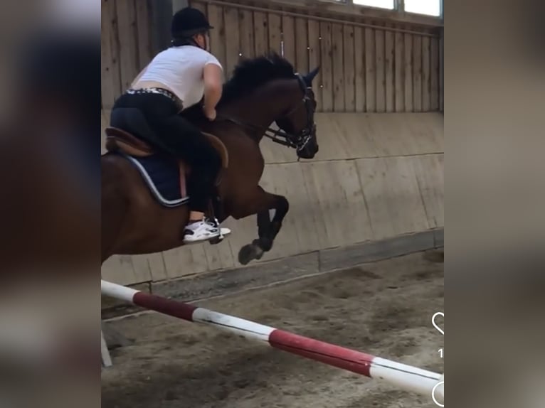 Más caballos de pura sangre Caballo castrado 9 años 170 cm Castaño oscuro in Bad Abbach