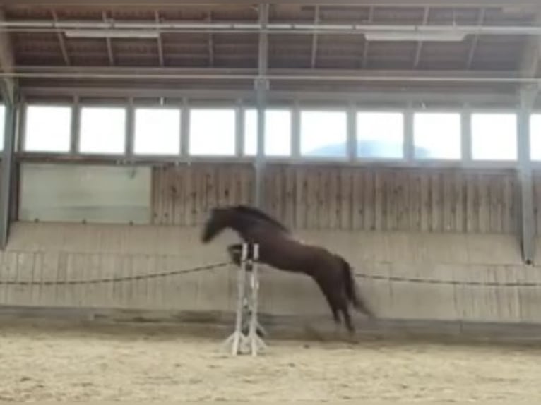 Más caballos de pura sangre Caballo castrado 9 años 170 cm Castaño oscuro in Bad Abbach