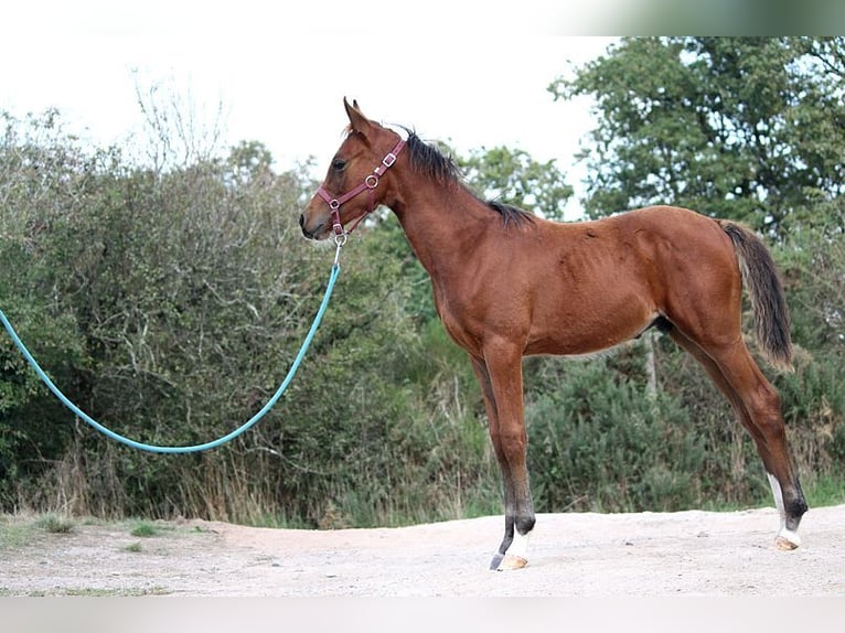 Más caballos de pura sangre Semental 1 año 153 cm Castaño in GOVEN