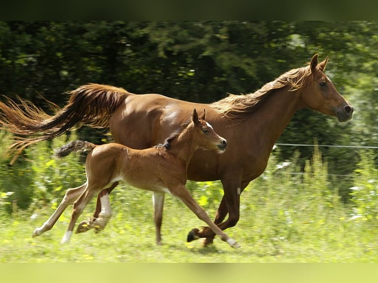 Más caballos de pura sangre Semental 1 año 153 cm Castaño in GOVEN