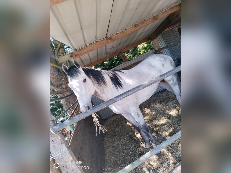 Más caballos de pura sangre Semental 7 años 165 cm Tordo in Selles-sur-Cher