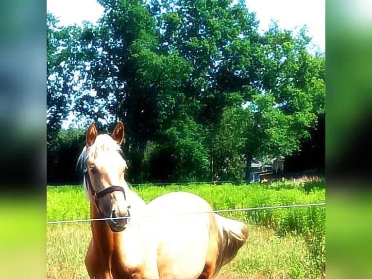 Más caballos de pura sangre Semental 8 años 157 cm Porcelana in Dallgow-Döberitz