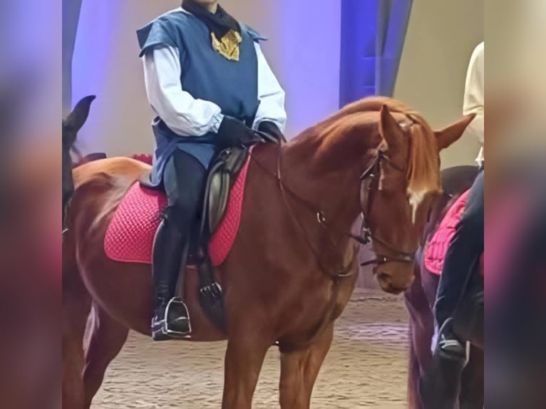 Más caballos de pura sangre Semental 9 años 163 cm Alazán in Koprivnica