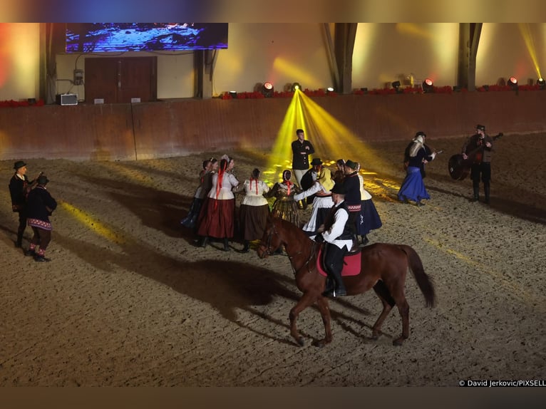 Más caballos de pura sangre Semental 9 años 163 cm Alazán in Koprivnica