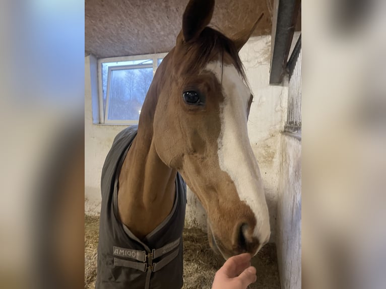 Más caballos de pura sangre Yegua 10 años 158 cm Alazán in Aulendorf