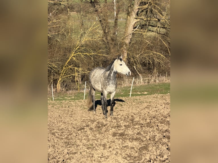Más caballos de pura sangre Yegua 10 años 160 cm Tordo rodado in Katzenelnbogen