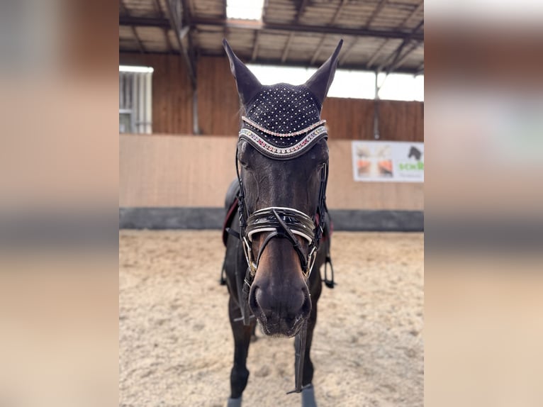 Más caballos de pura sangre Yegua 10 años 166 cm Castaño oscuro in Wegeleben