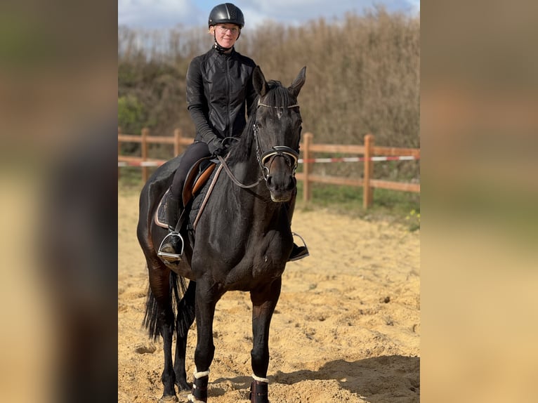 Más caballos de pura sangre Yegua 10 años 166 cm Castaño oscuro in Wegeleben