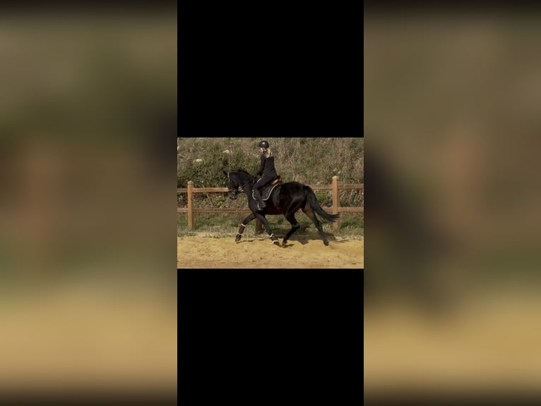 Más caballos de pura sangre Yegua 10 años 166 cm Castaño oscuro in Wegeleben