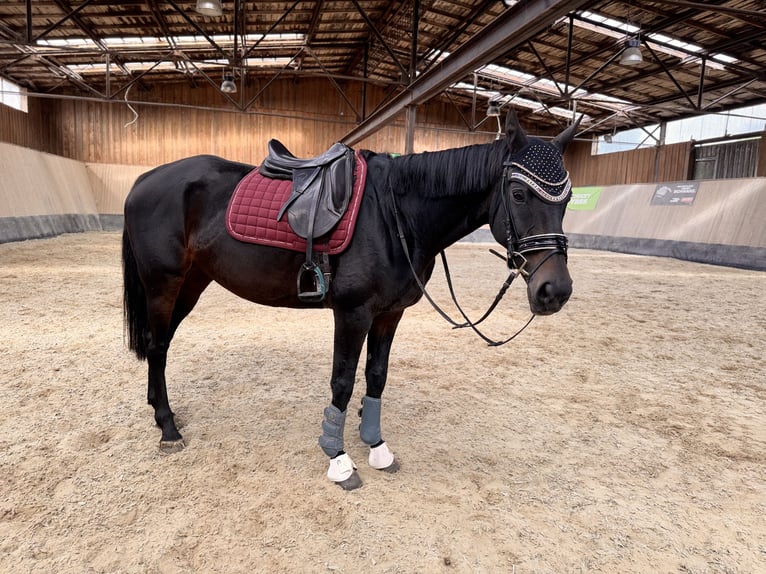 Más caballos de pura sangre Yegua 10 años 166 cm Castaño oscuro in Wegeleben