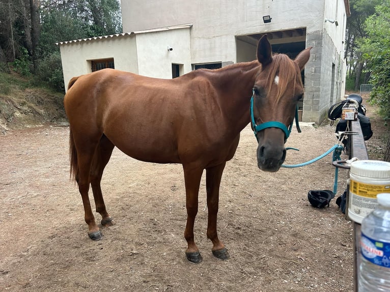 Más caballos de pura sangre Yegua 10 años 170 cm Alazán in Montagnac