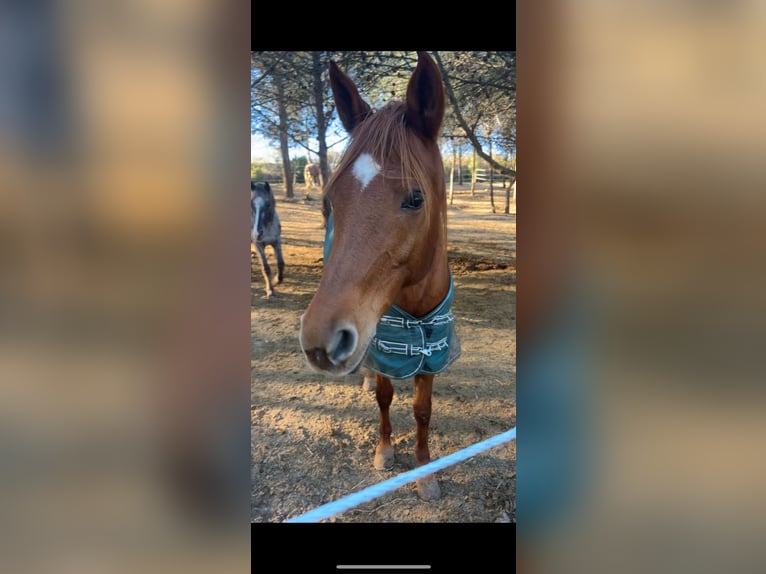 Más caballos de pura sangre Yegua 10 años 170 cm Alazán in Montagnac