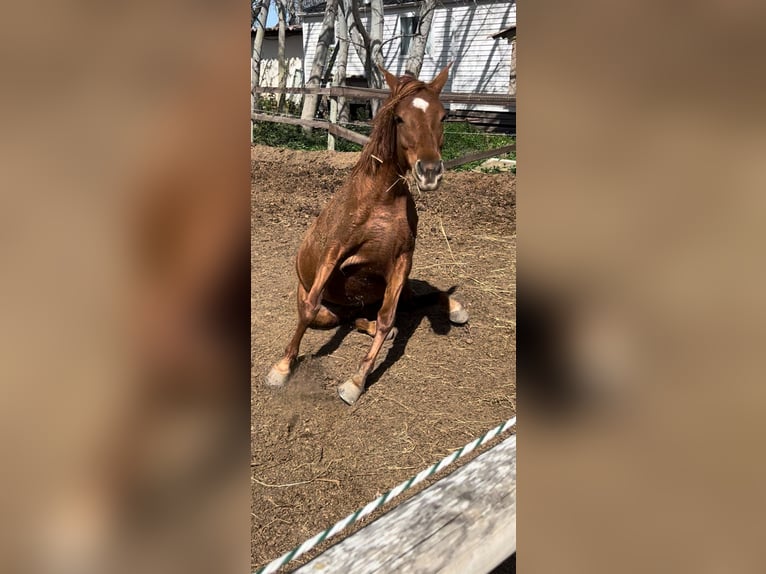 Más caballos de pura sangre Yegua 10 años 170 cm Alazán in Montagnac