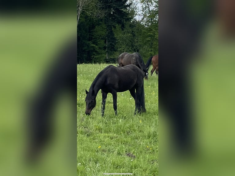 Más caballos de pura sangre Yegua 11 años 155 cm Castaño oscuro in Wolfhalden