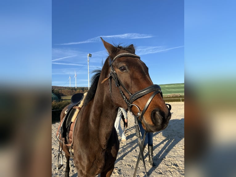 Más caballos de pura sangre Yegua 11 años 163 cm Castaño in Wadern