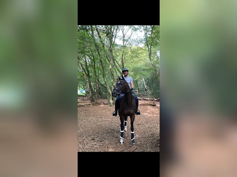 Más caballos de pura sangre Yegua 11 años Castaño oscuro in Essex