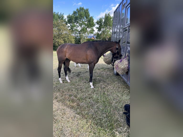 Más caballos de pura sangre Yegua 11 años Castaño oscuro in Essex