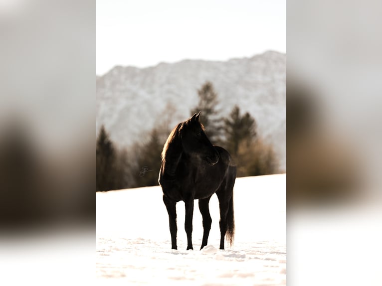 Más caballos de pura sangre Yegua 12 años 150 cm Negro in Bad Aussee