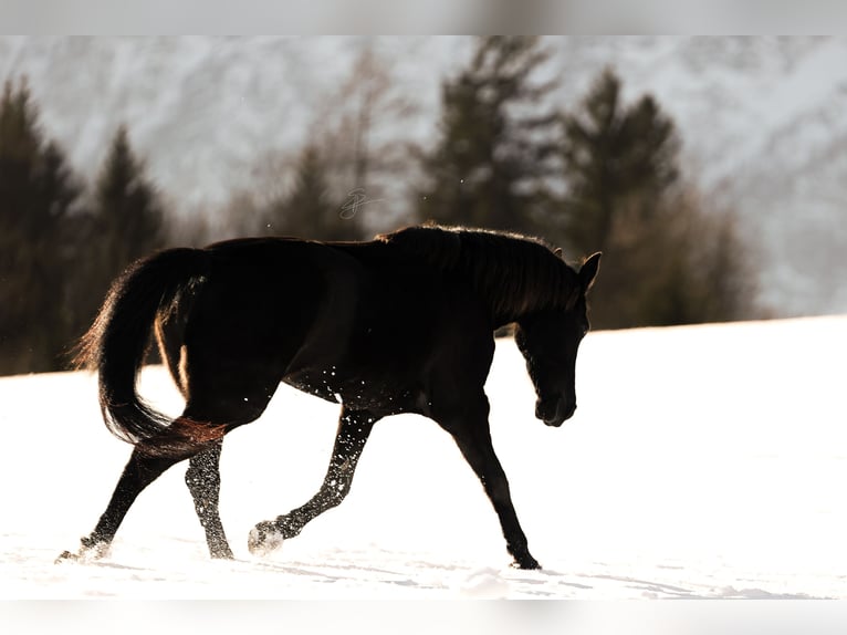 Más caballos de pura sangre Yegua 12 años 150 cm Negro in Bad Aussee