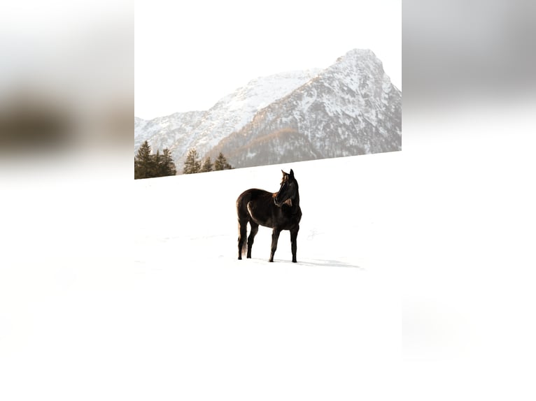 Más caballos de pura sangre Yegua 12 años 150 cm Negro in Bad Aussee