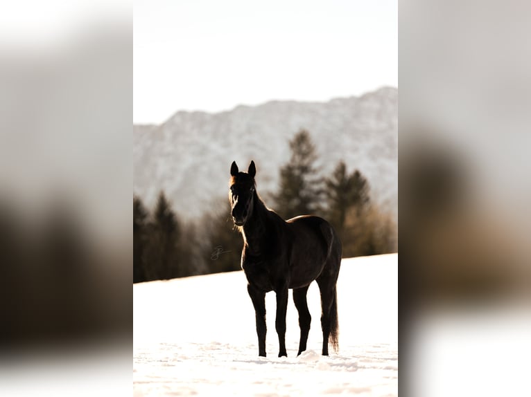 Más caballos de pura sangre Yegua 12 años 150 cm Negro in Bad Aussee
