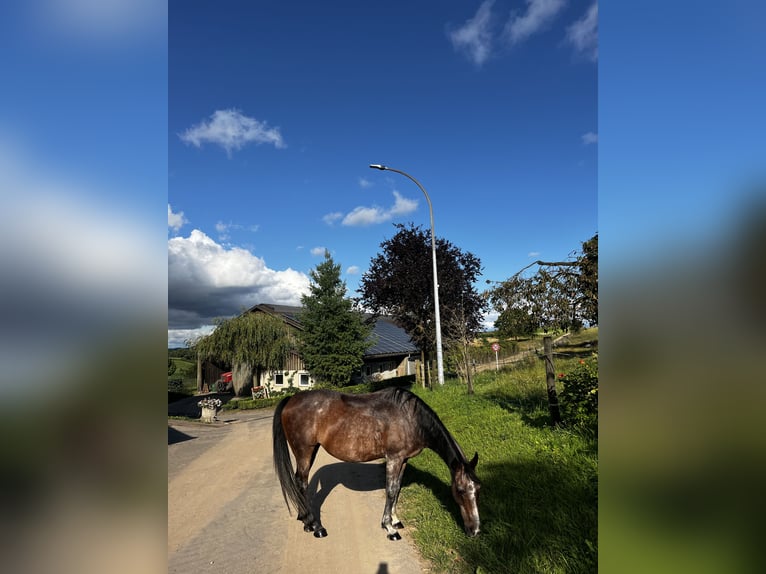 Más caballos de pura sangre Yegua 12 años 160 cm Musgo in Medernach