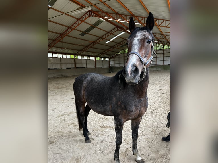 Más caballos de pura sangre Yegua 12 años 160 cm Musgo in Medernach