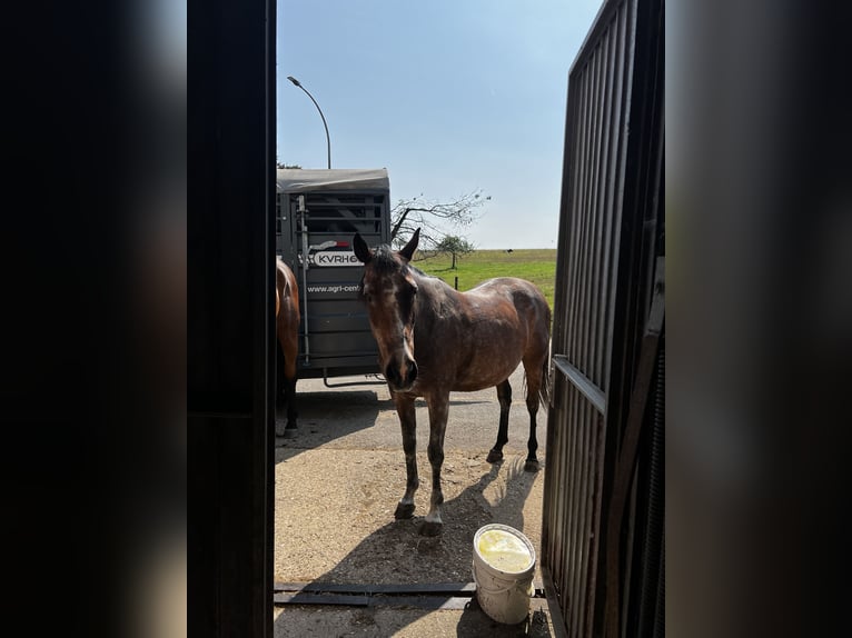 Más caballos de pura sangre Yegua 12 años 160 cm Musgo in Medernach