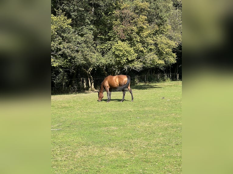 Más caballos de pura sangre Yegua 12 años 173 cm Castaño in Wiehl