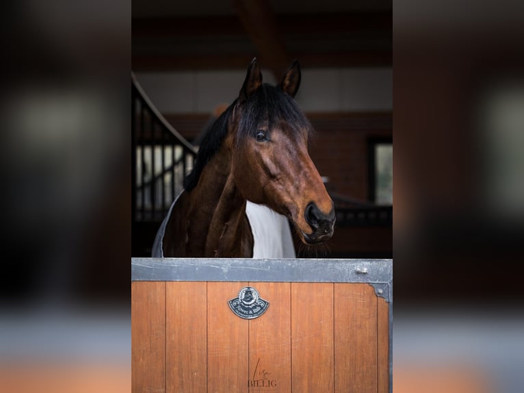 Más caballos de pura sangre Yegua 12 años 173 cm Castaño in Wiehl