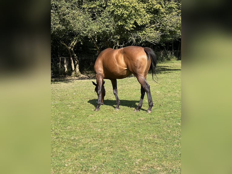 Más caballos de pura sangre Yegua 12 años 173 cm Castaño in Wiehl