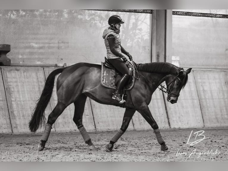 Más caballos de pura sangre Yegua 12 años 173 cm Castaño in Wiehl