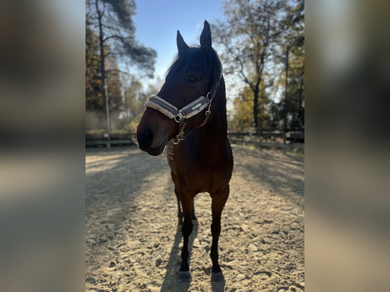 Más caballos de pura sangre Yegua 12 años 173 cm Castaño in Wiehl