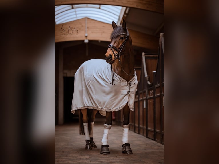 Más caballos de pura sangre Yegua 12 años 173 cm Castaño in Wiehl