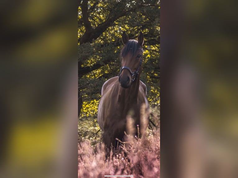 Más caballos de pura sangre Yegua 12 años 173 cm Castaño in Wiehl