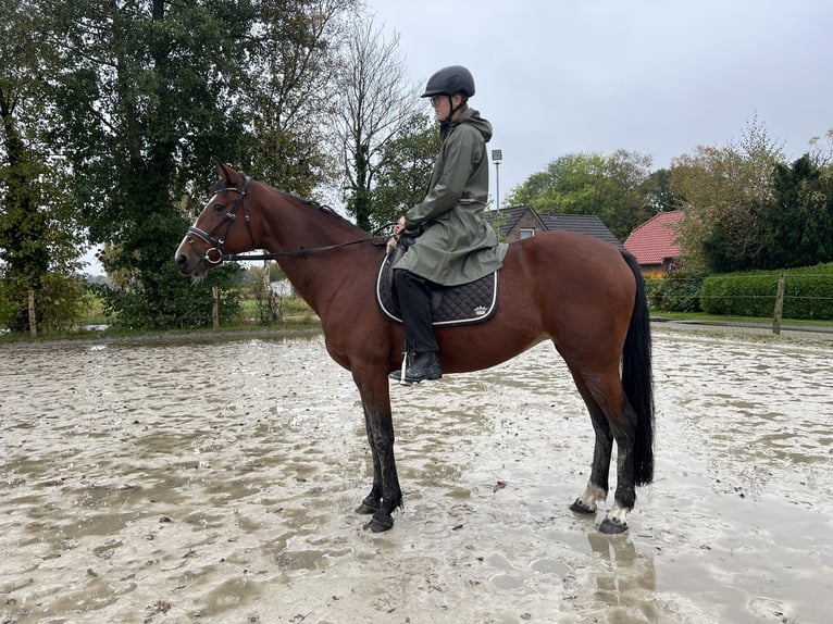 Más caballos de pura sangre Yegua 13 años 153 cm Castaño in Ihlow