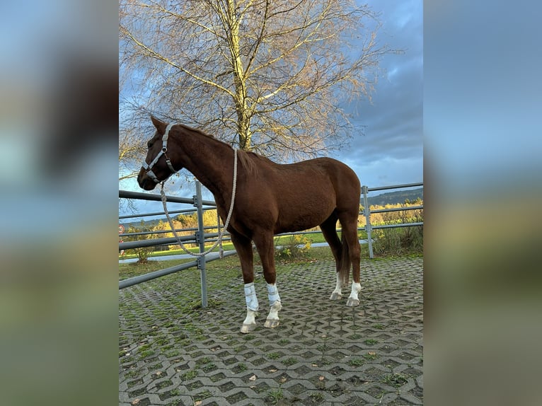 Más caballos de pura sangre Mestizo Yegua 13 años 154 cm in Sigmarszell
