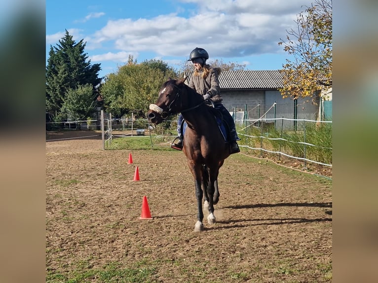 Más caballos de pura sangre Yegua 13 años 155 cm Castaño in Prellenkirchen
