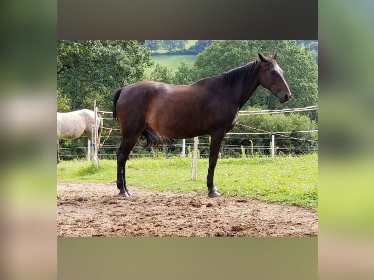 Más caballos de pura sangre Yegua 13 años 156 cm in Flörsbachtal