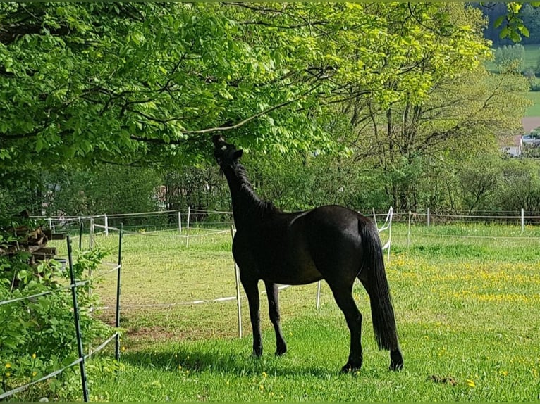 Más caballos de pura sangre Yegua 13 años 156 cm in Flörsbachtal