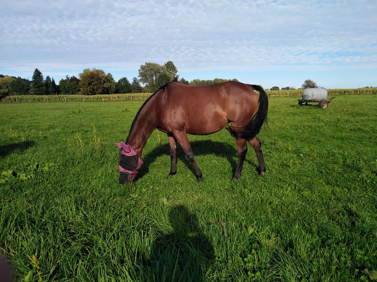Más caballos de pura sangre Yegua 13 años Castaño in Rielasingen-Worblingen