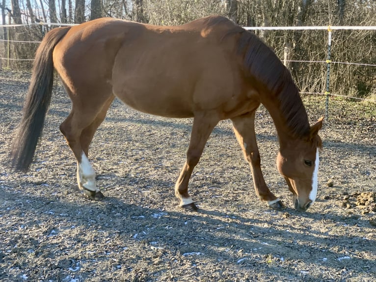Más caballos de pura sangre Yegua 14 años 160 cm  in kollersdorf