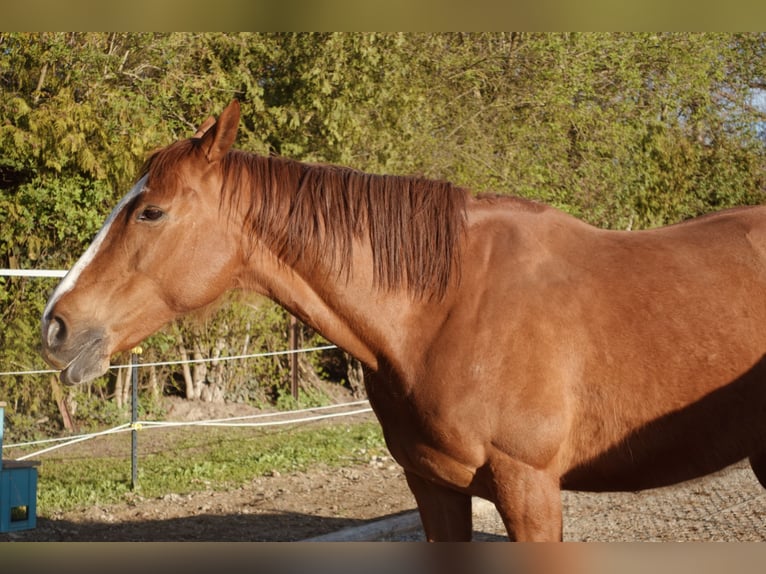 Más caballos de pura sangre Yegua 14 años 160 cm  in kollersdorf