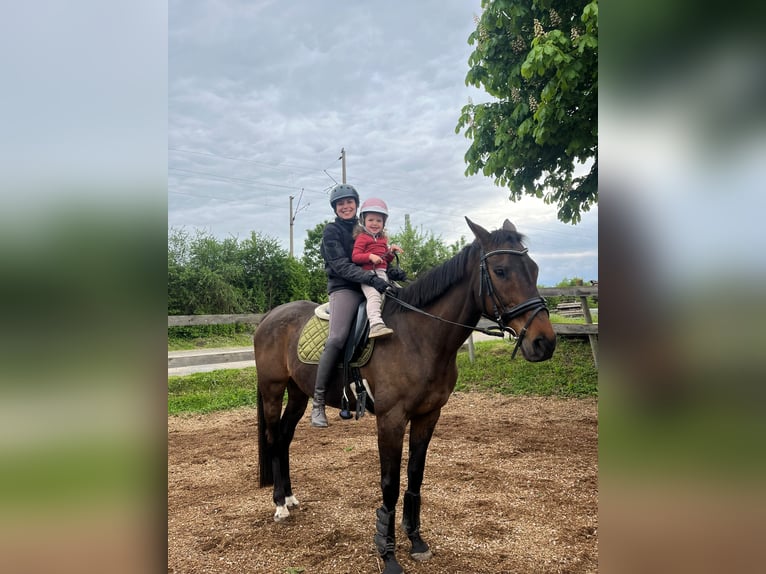 Más caballos de pura sangre Yegua 14 años 165 cm Castaño in Würzburg