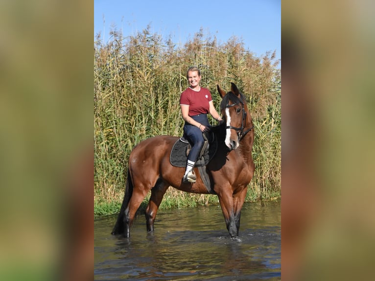 Más caballos de pura sangre Yegua 14 años 165 cm Castaño in Eggenfelden