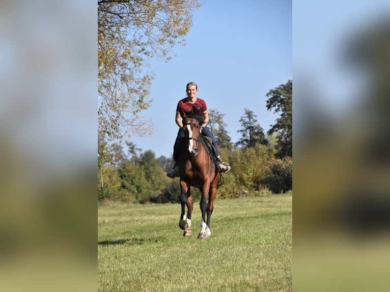 Más caballos de pura sangre Yegua 14 años 165 cm Castaño in Eggenfelden