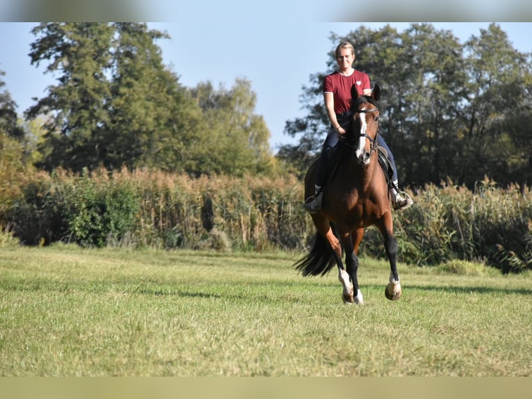 Más caballos de pura sangre Yegua 14 años 165 cm Castaño in Eggenfelden