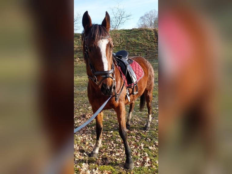 Más caballos de pura sangre Yegua 15 años 155 cm Castaño in Oebisfelde